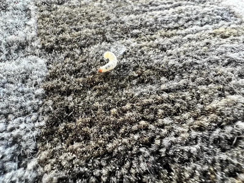 A live moth larva found in the pile of a wool rug during inspection at the Fiber Specialties Boise facility