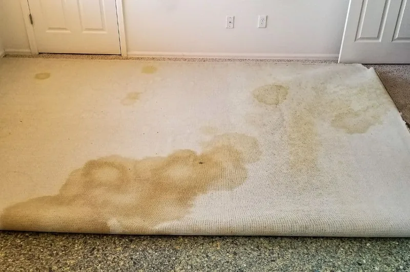 The underside of a rug showing pet-urine staining that soaked through to the backing
