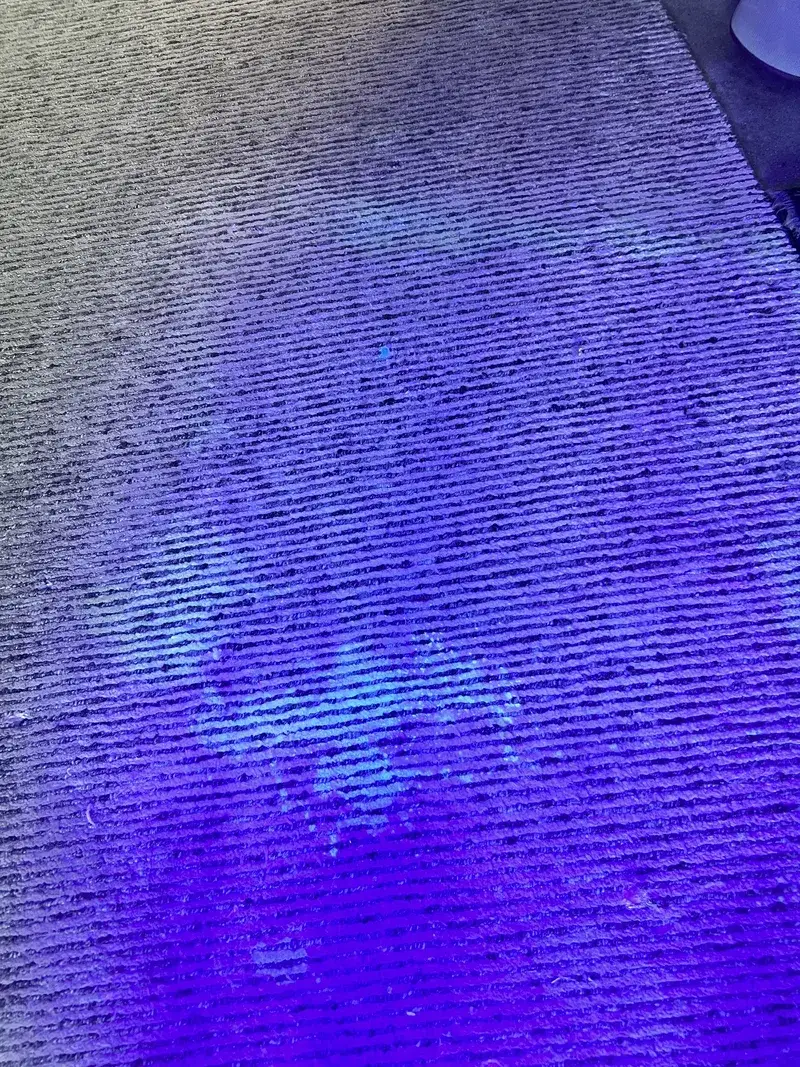 Old urine spots invisible in daylight glowing under UV inspection light on a wool rug in Boise