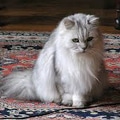 pet sitting on rug