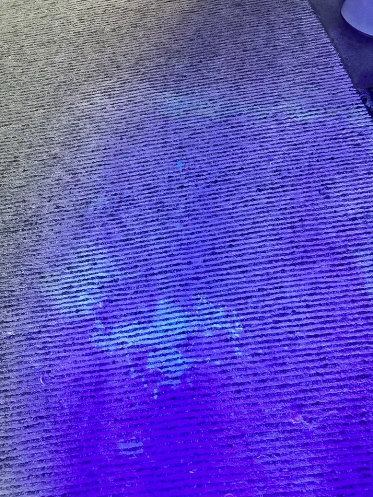 Old urine spots invisible in daylight glowing under UV inspection light on a wool rug in Boise